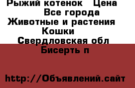 Рыжий котенок › Цена ­ 1 - Все города Животные и растения » Кошки   . Свердловская обл.,Бисерть п.